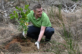 Mitarbeiter pflanzt Baum